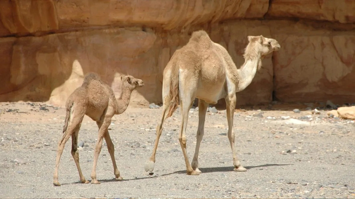 Polskie Towarzystwo Medyczne w Niemczech - Seminarium Arabia Saudyjska 30.01–06.02.2026